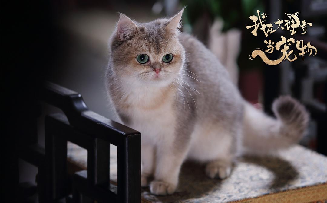 《我在大理寺当宠物》剧照第1张图片 《我在大理寺当宠物》剧照第1张图片